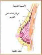 ⁦كريم تكبير الصدر والأرداف⁩ - الصورة ⁦3⁩